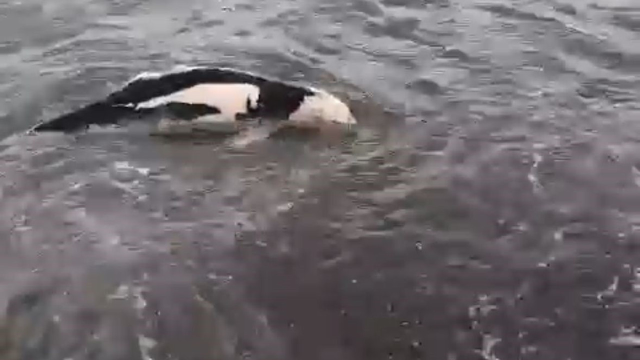 Ölü yunus balığı karaya vurdu