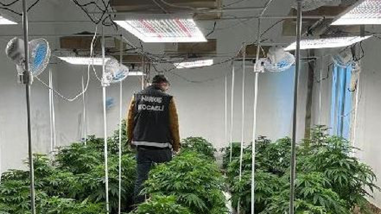 Lüks villada kenevir üretimi