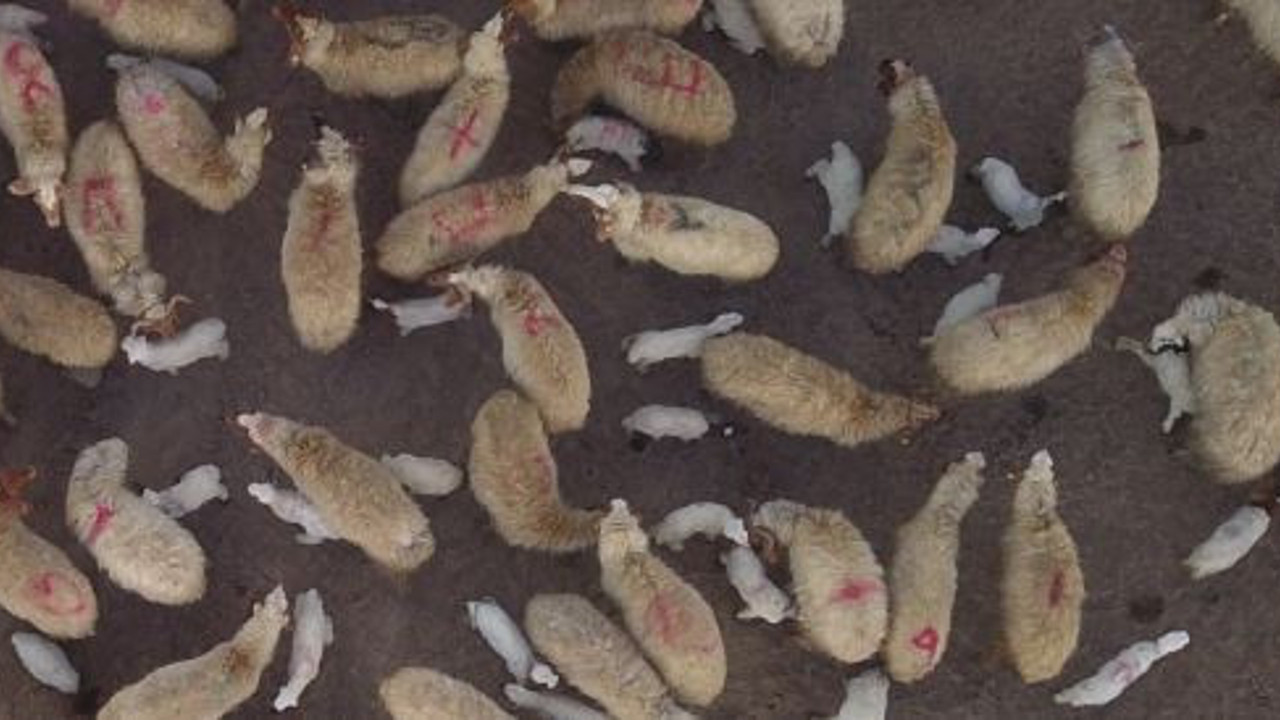 Köyde kuzular anneleriyle buluştu