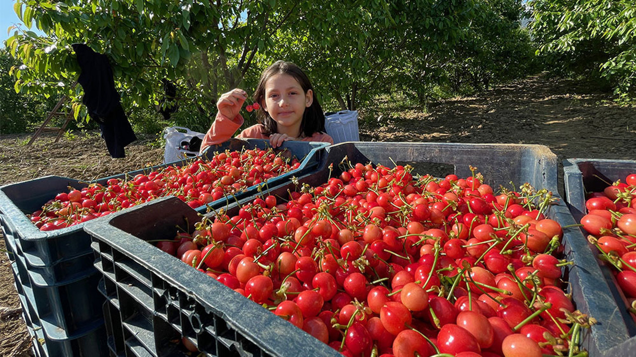 Manisa'da ilk kiraz toplandı. Bakın kaç liradan alıcı buldu