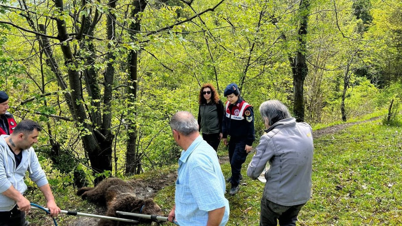 Yaralı ayının imdadına ekipler yetişti (19 Nisan 2023)