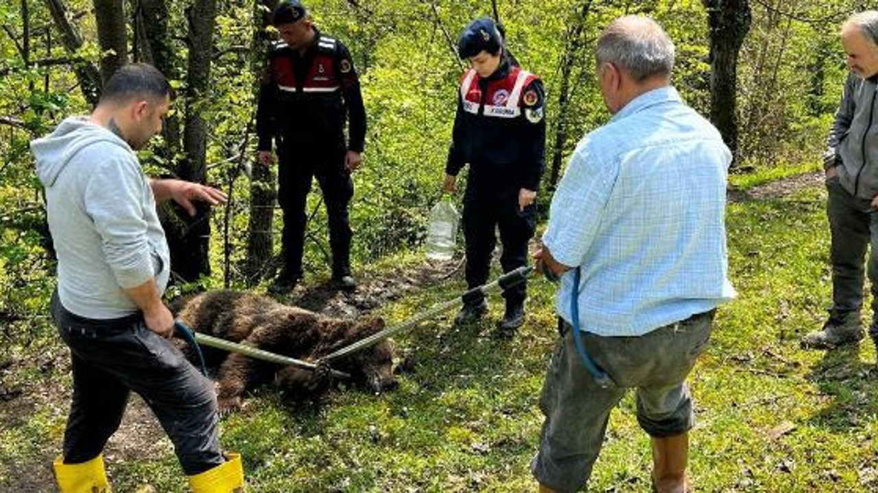 Yaralı ayının imdadına ekipler yetişti (19 Nisan 2023)