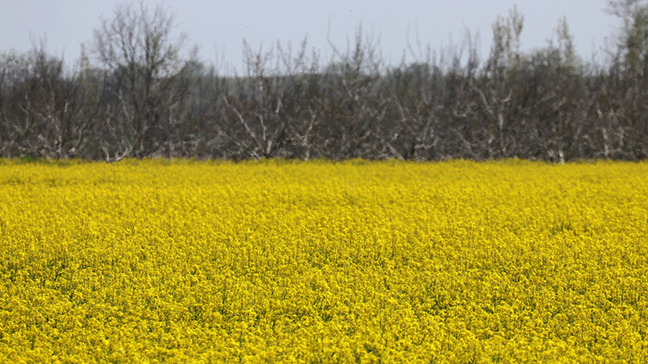 Kanola Trakya'daki tarlaları sarıya boyadı