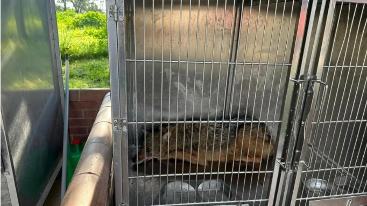 Eve giren tilki aileyi rehin aldı