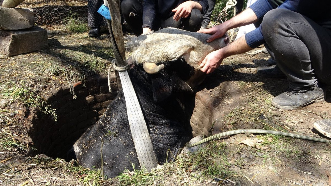 Yangından kaçan büyükbaş kuyuya düştü