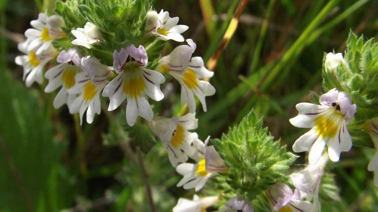 Ciltteki yaraları iyileştiren ot