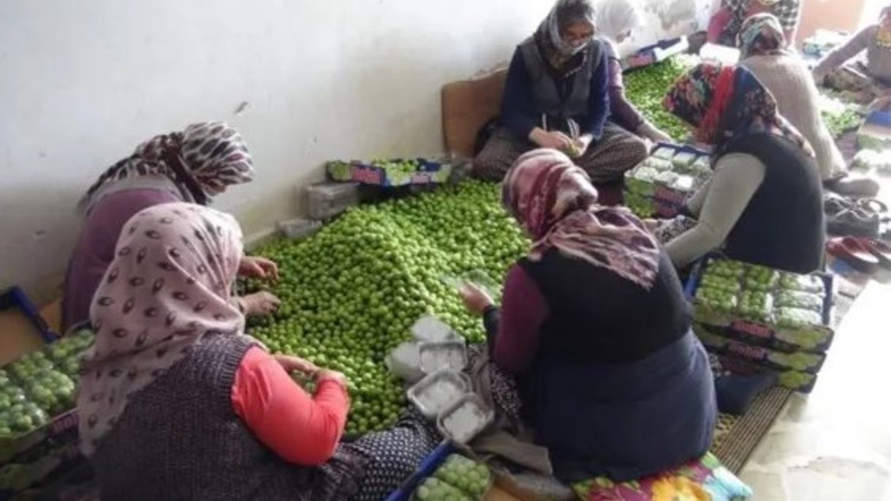 Can eriği tezgaha indi, fiyatı cep yaktı