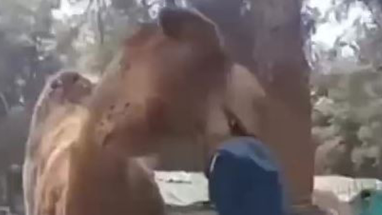 Hayat kurtaran refleks. Denizli'de deve çocuğu boynundan ısırıp havaya kaldırdı