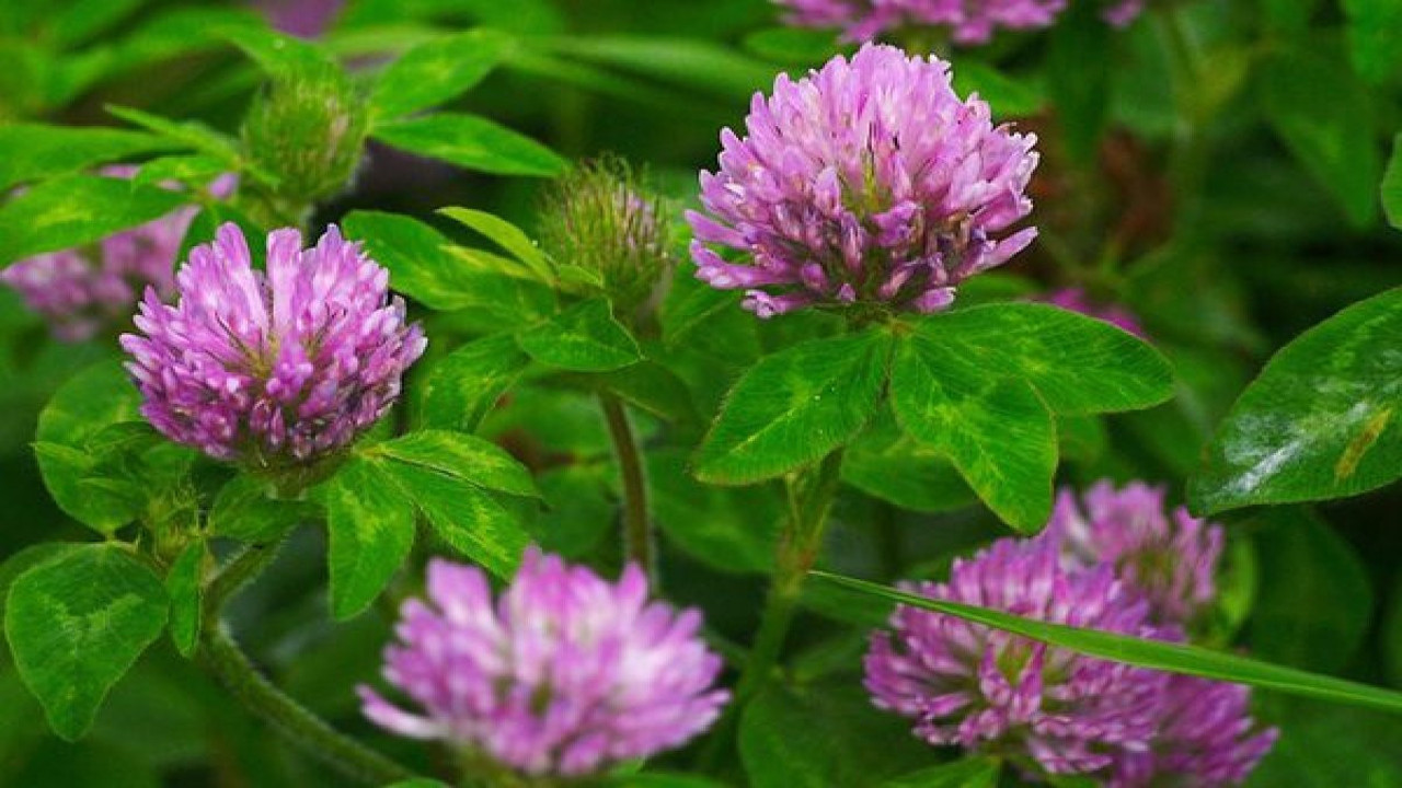 Dizanteriye iyi gelen ot (25 Nisan 2023)