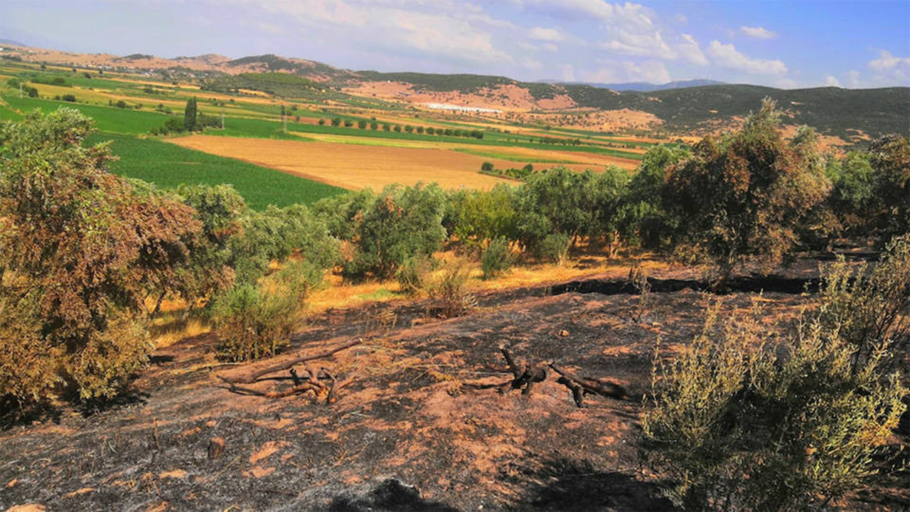 Zeytinliği yakanlara hapis yok. Ağaçları yakanlar 800 TL ile yırttılar