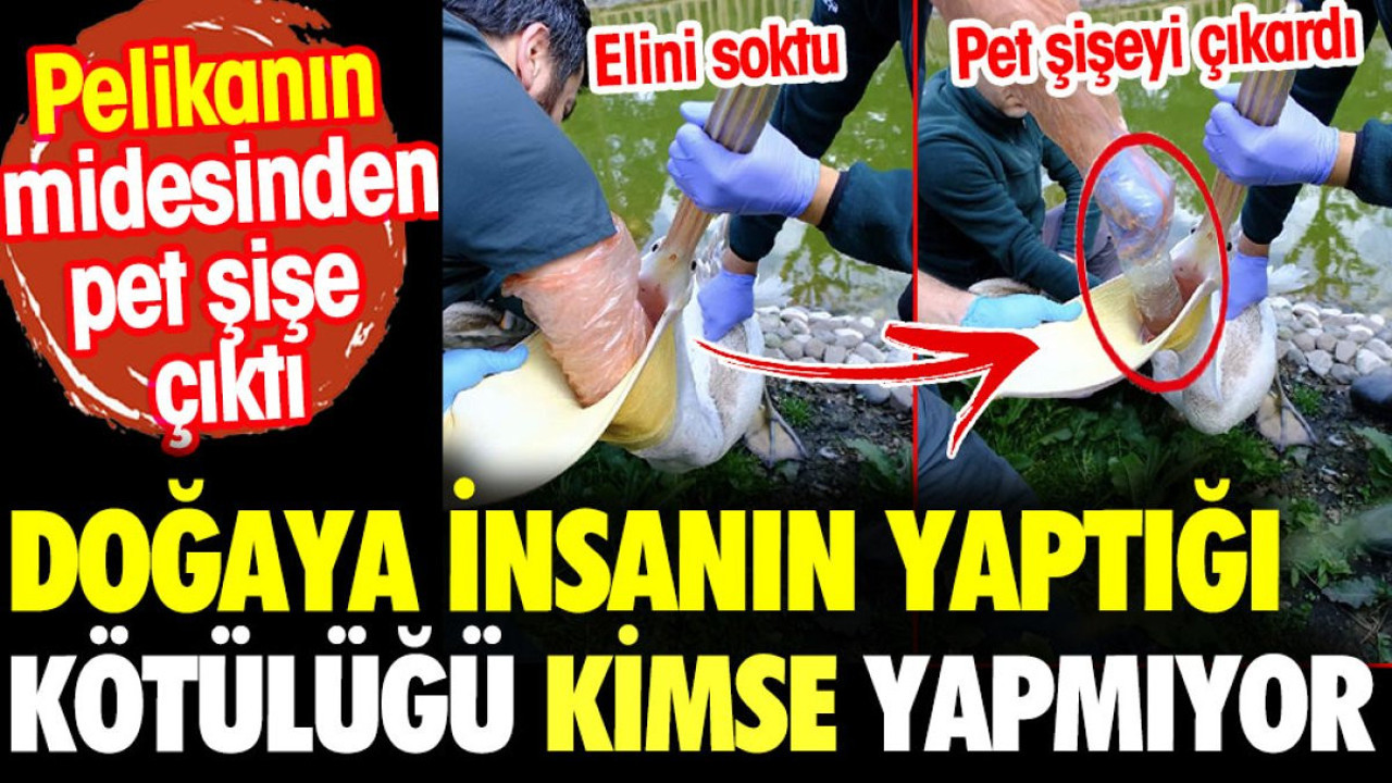 Doğaya insanın yaptığı kötülüğü kimse yapmıyor. Pelikanın midesinden pet şişe çıktı