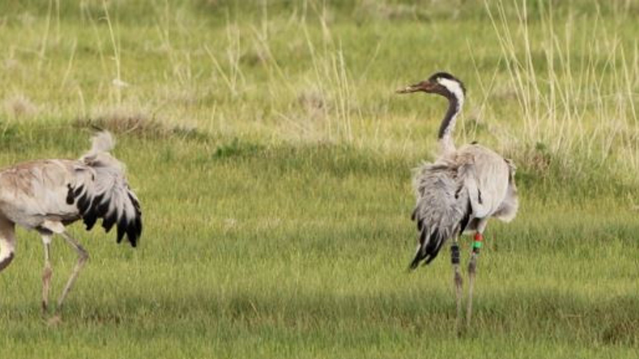 Adı şarkılarda söylendi. Sesi kaydedildi