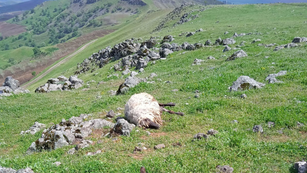 Çoban ve sürüsüne yıldırım çarptı