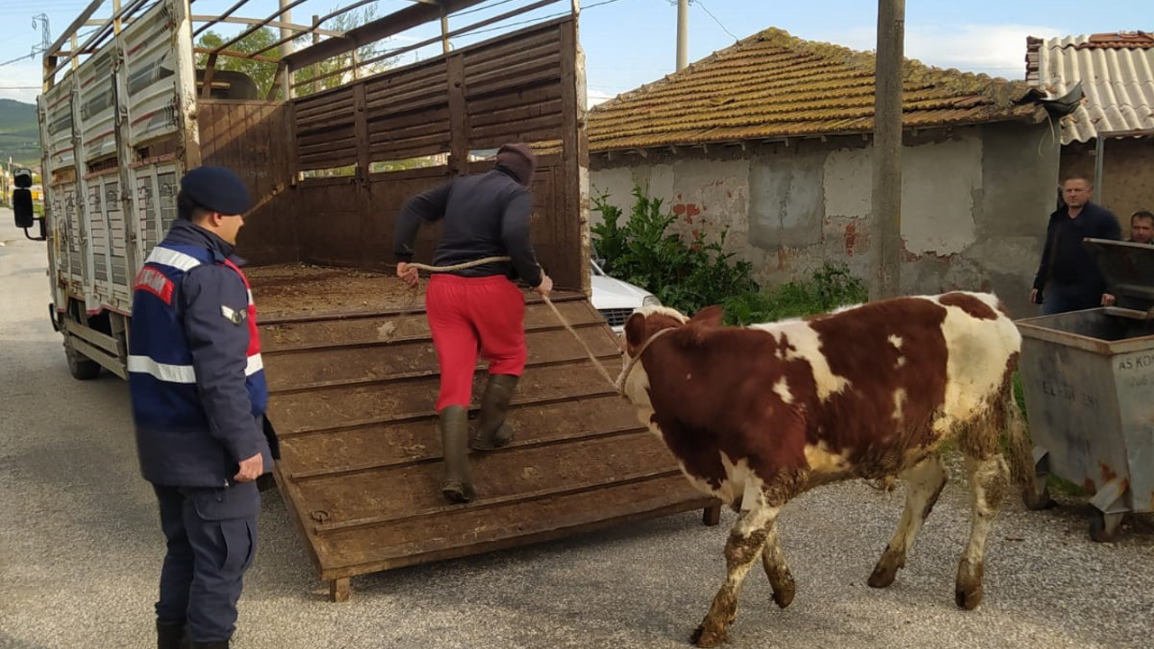 Balıkesir’de hayvan hırsızlarına operasyon