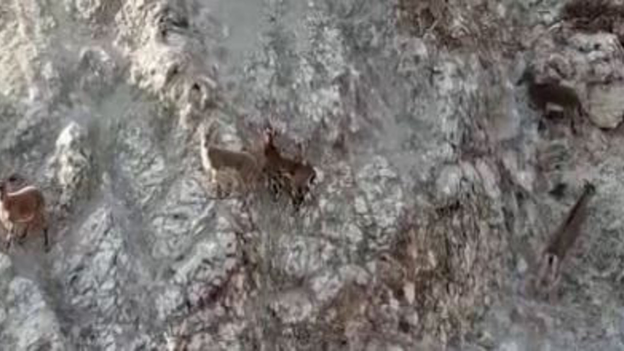 Aniden karşısına çıktı. Aklına dron geldi