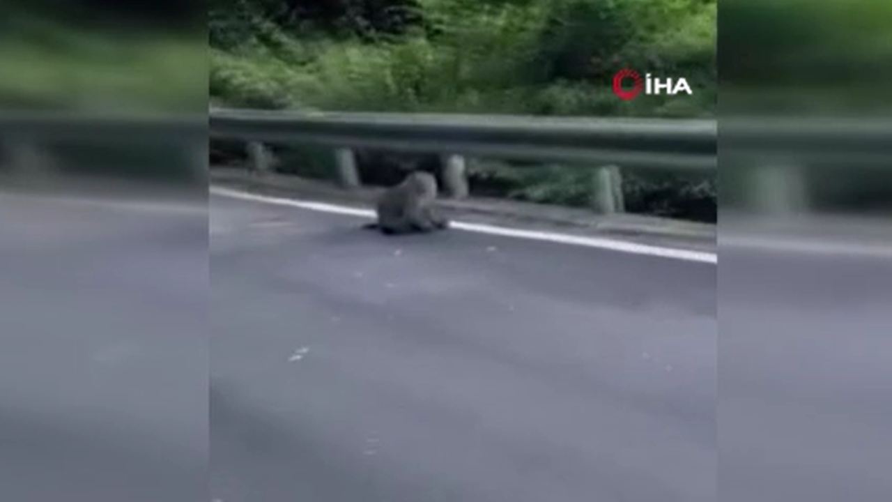 Tayvan'da maymun kedi yavrusunu kaçırdı