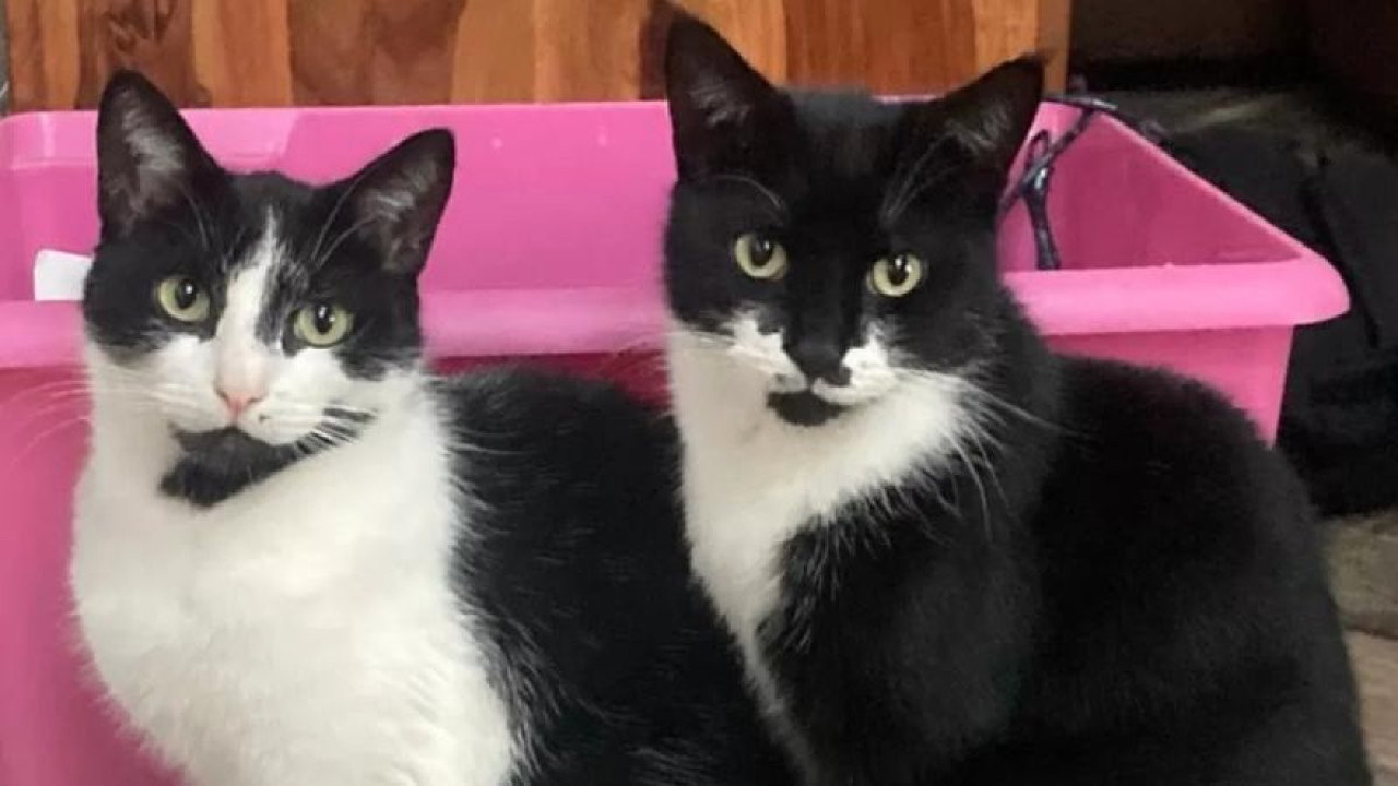 İngiltere'nin konuştuğu hırsız kedi