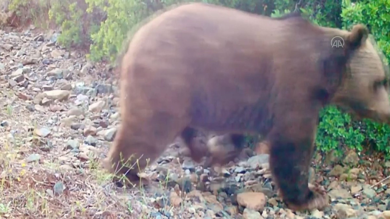Muğla'da bozayı fotokapanla görüntülendi