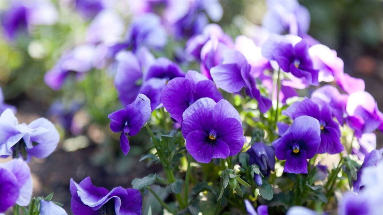 İşte sivilcelere iyi gelen bitki