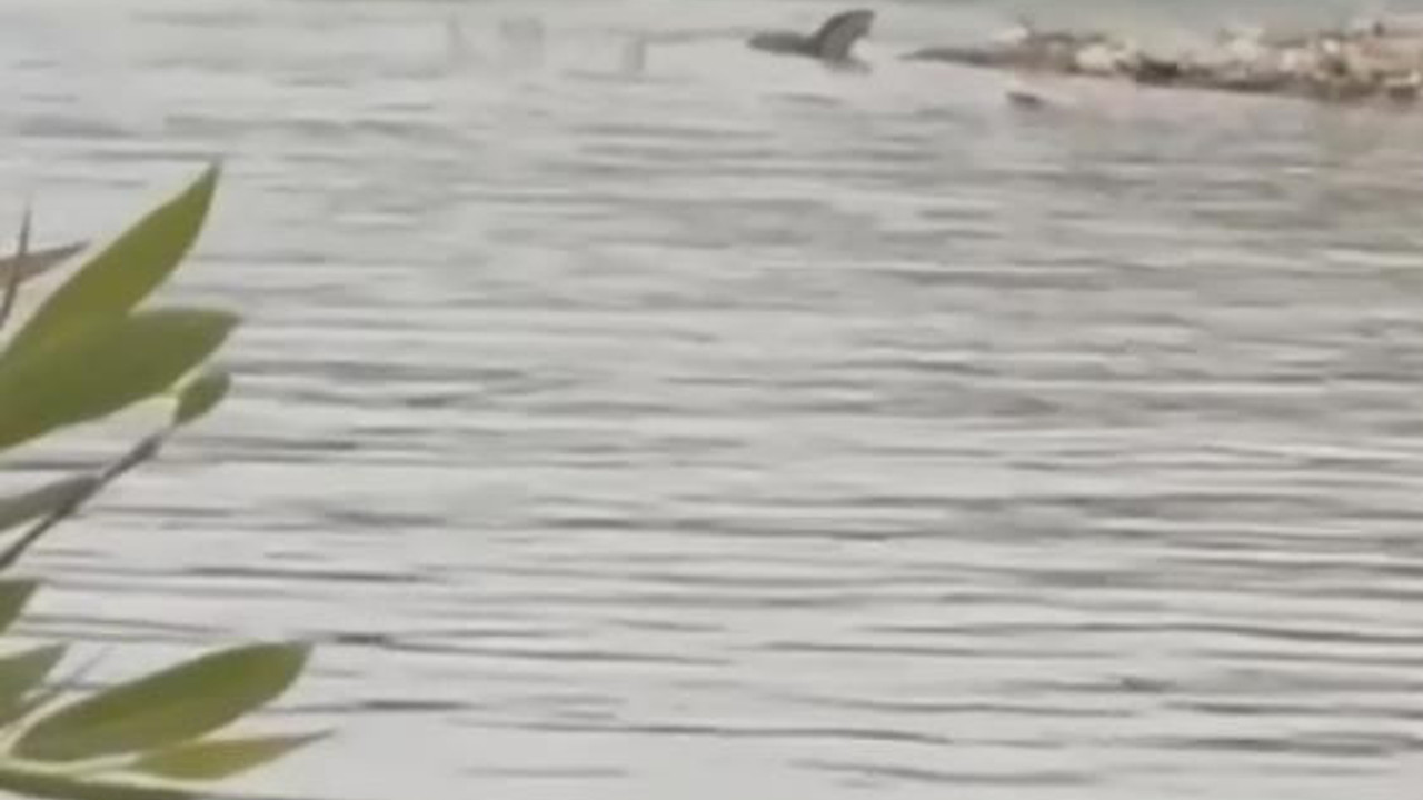 Nesli yok olmak üzereydi. Ülkemizde görüntülendi