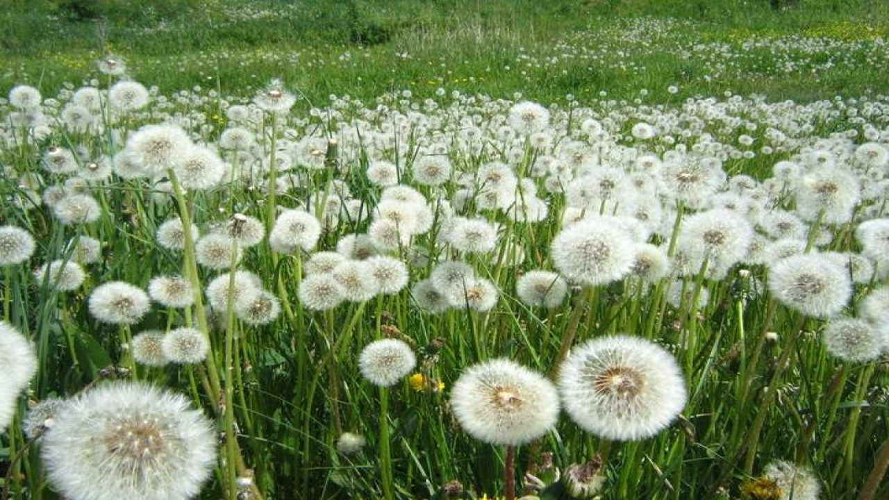 Mucize ot böbreklerdeki kumlara iyi geliyor