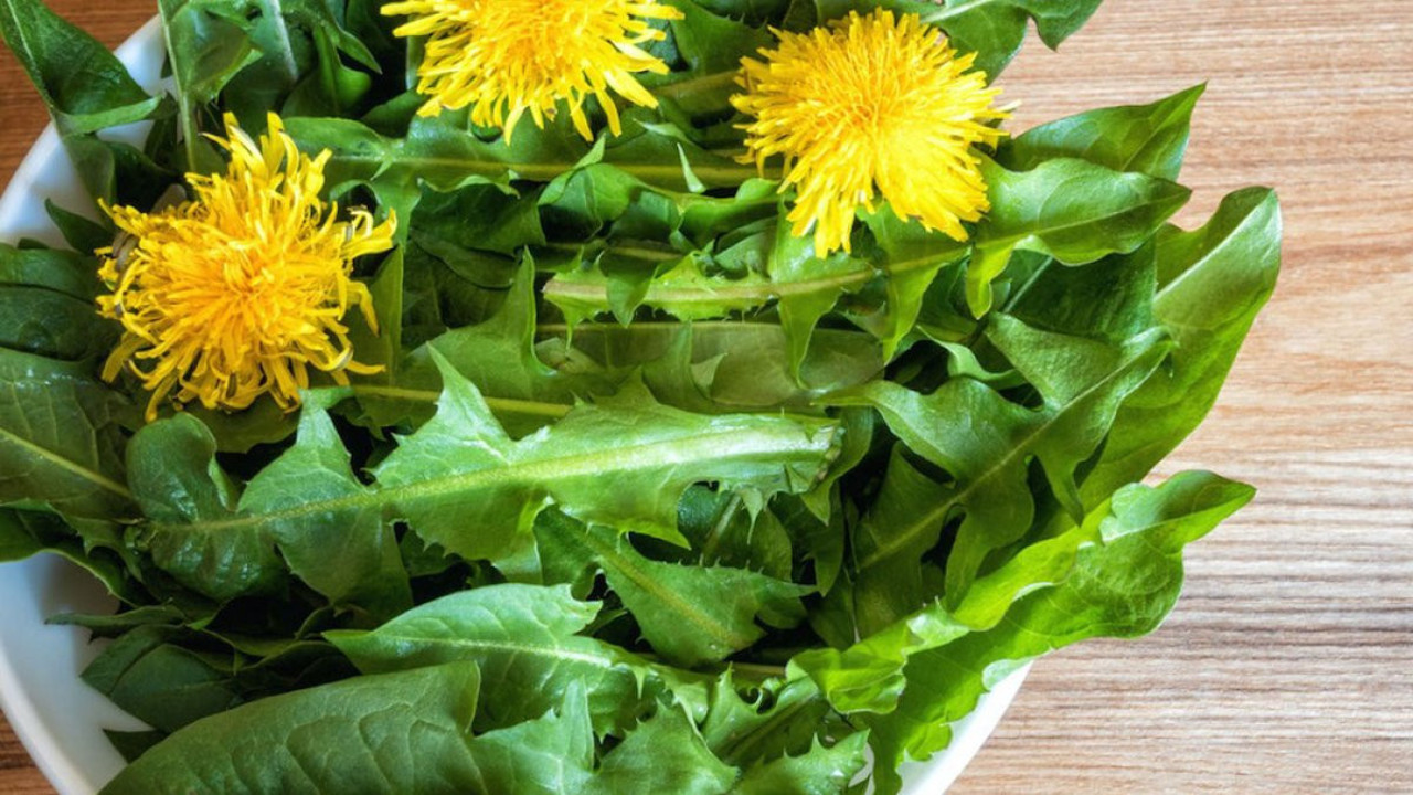 Dikkat çeken ot akrep sokmalarına iyi geliyor