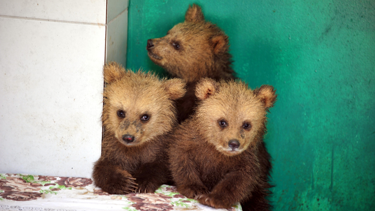 Köylüler hayatlarını kurtardı. İsim babaları veteriner oldu