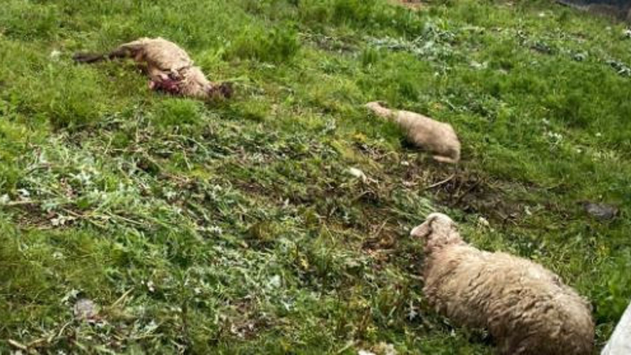 Kurban edileceklerdi köpekler parçaladı. Besici şok geçirdi