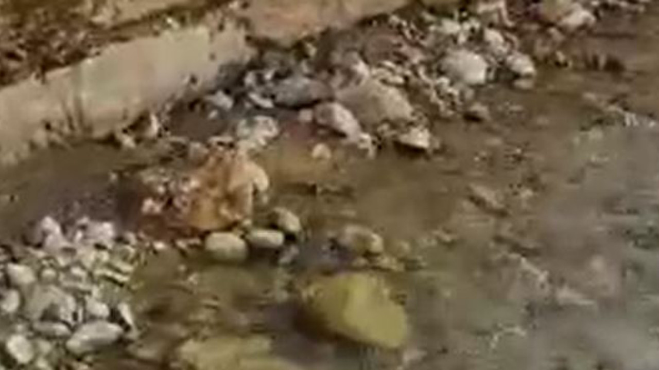 Dere kenarında gördüler. Korka korka çekim yaptılar