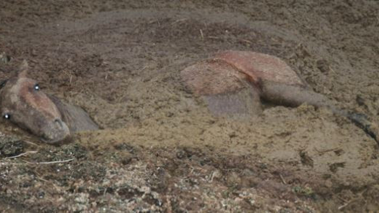 Gübreye batan yılkı atının zor anları