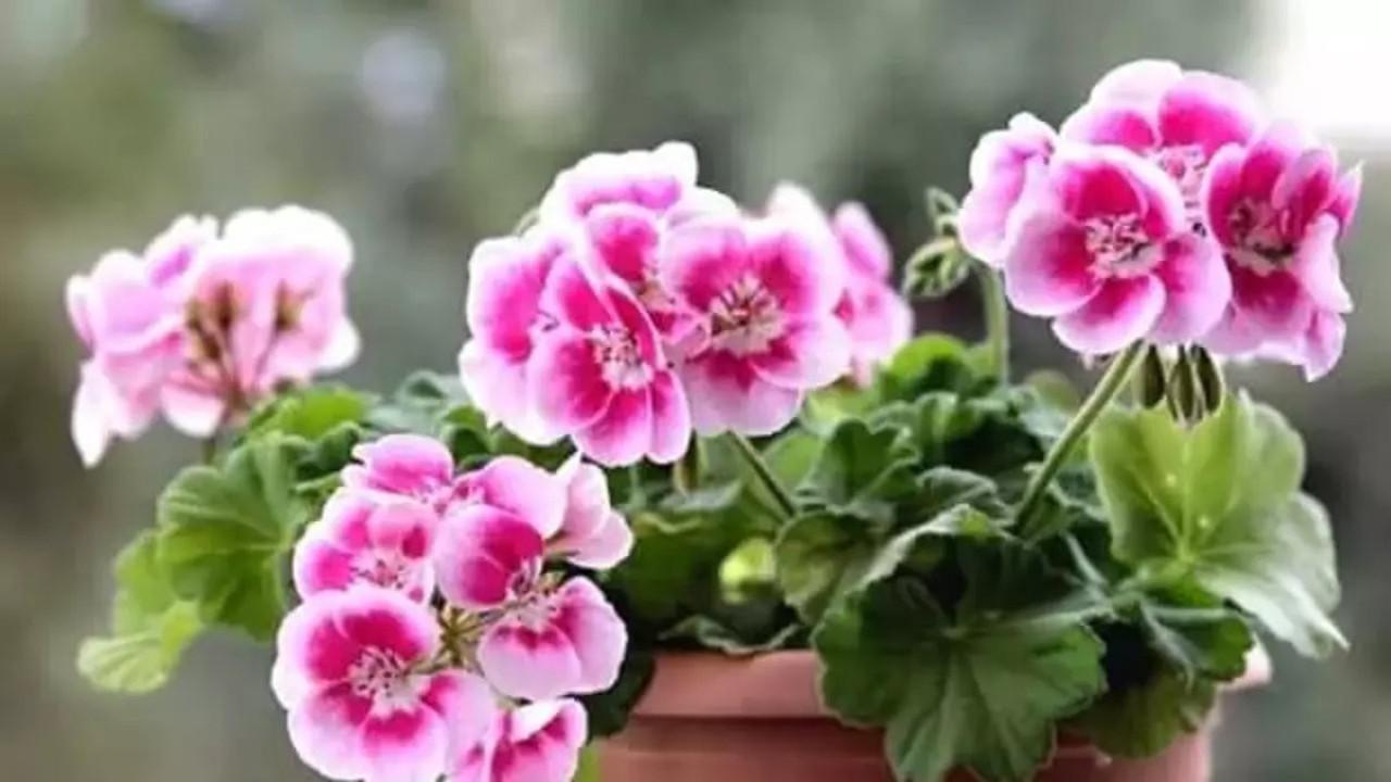 Bu bitki cildi güzelleştiriyor