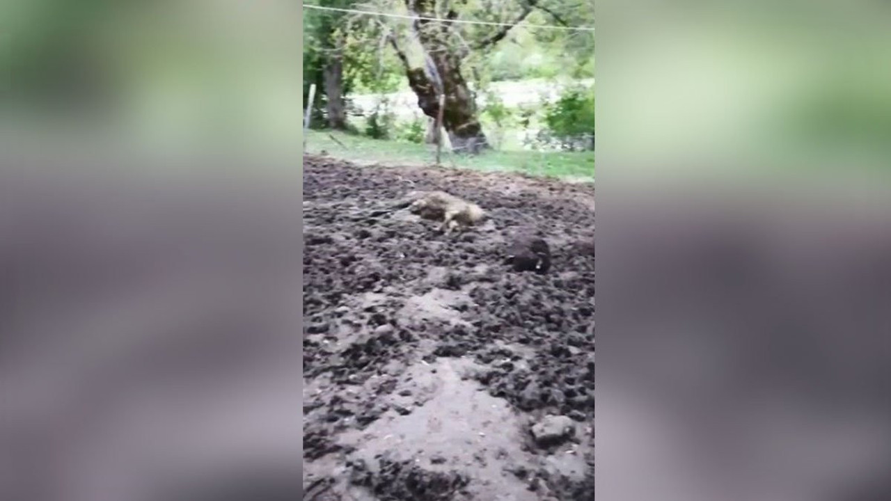 Artvin’de ağıla giren ayı 20 küçükbaş hayvanı telef etti