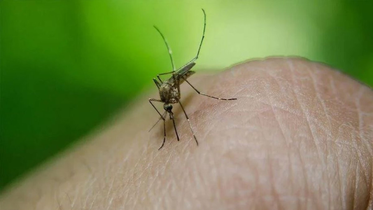 Dang humması vakası 73 bini aştı