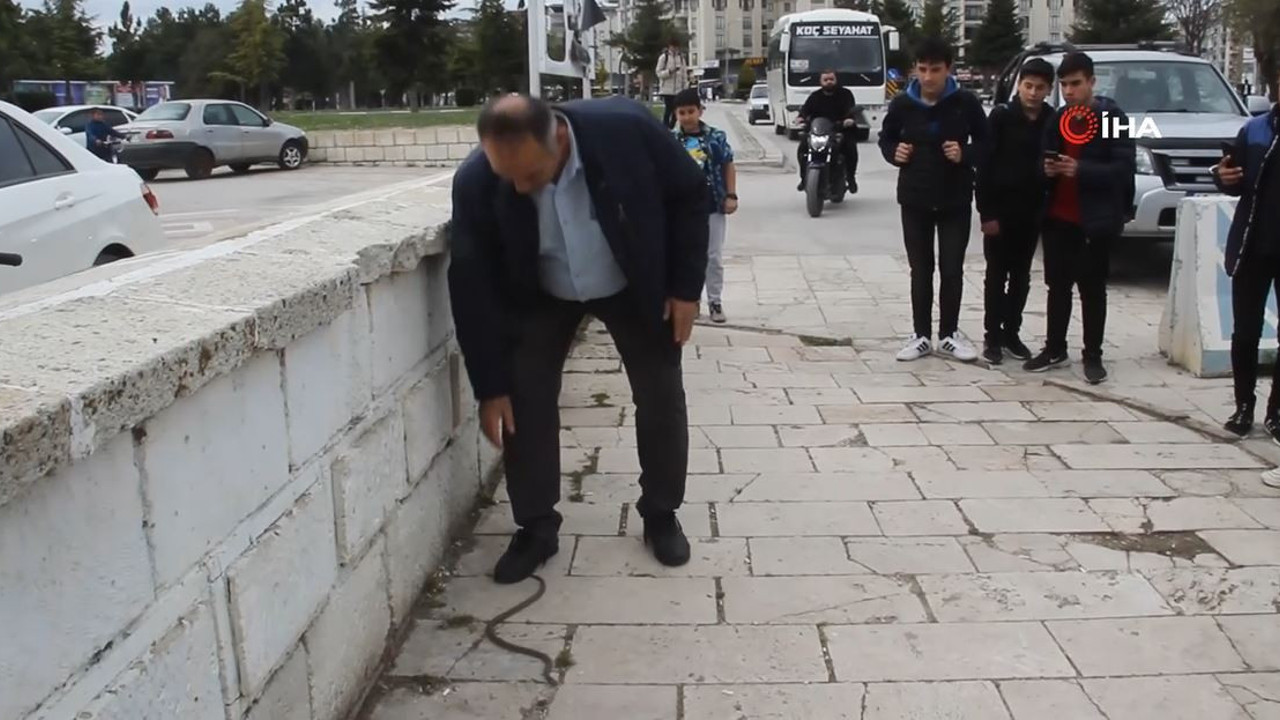 Yılanlar insanların arasında