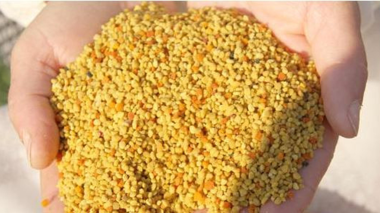 Tuzaklarla elde ediliyor kilosu 300 TL