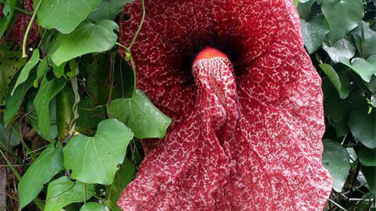 Mucize ot deri hastalıklarına iyi geliyor