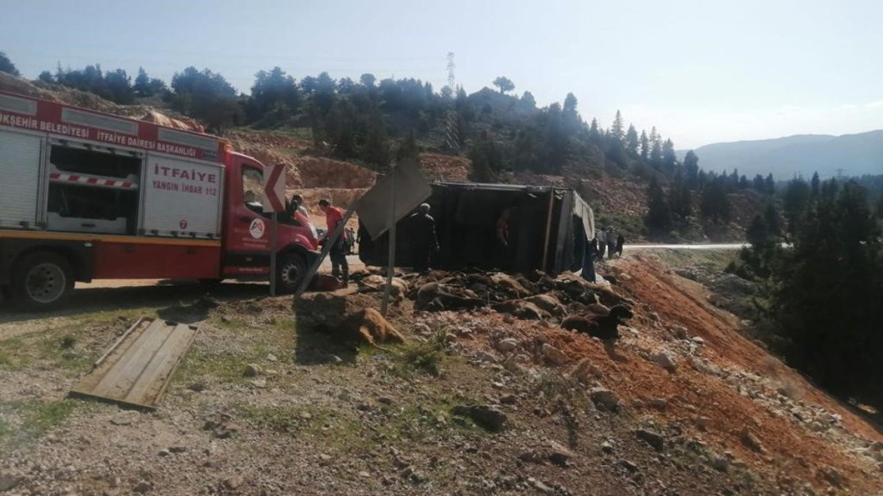 Tır devrildi, 60 hayvan telef oldu