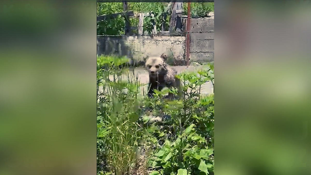 Annesini kaybeden yavru ayı köylüler tarafından bulundu