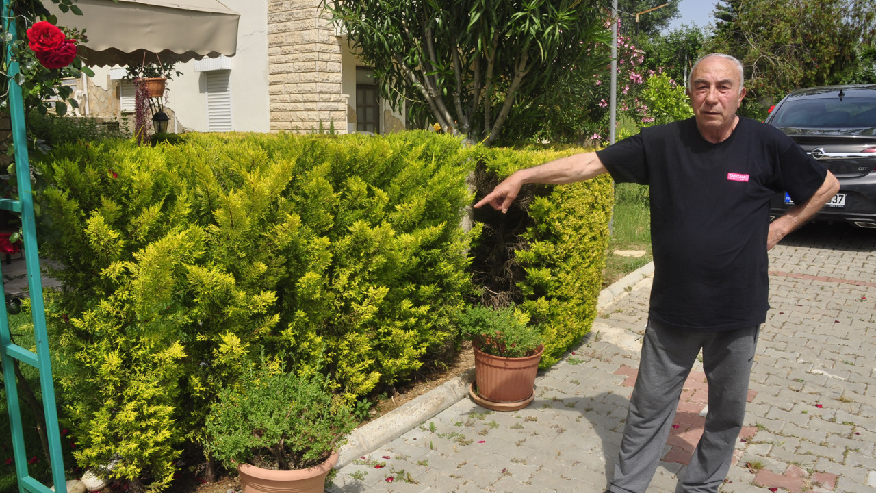 Komşusunun ağaçlarını kesmekten 6 yıl hapsi istendi