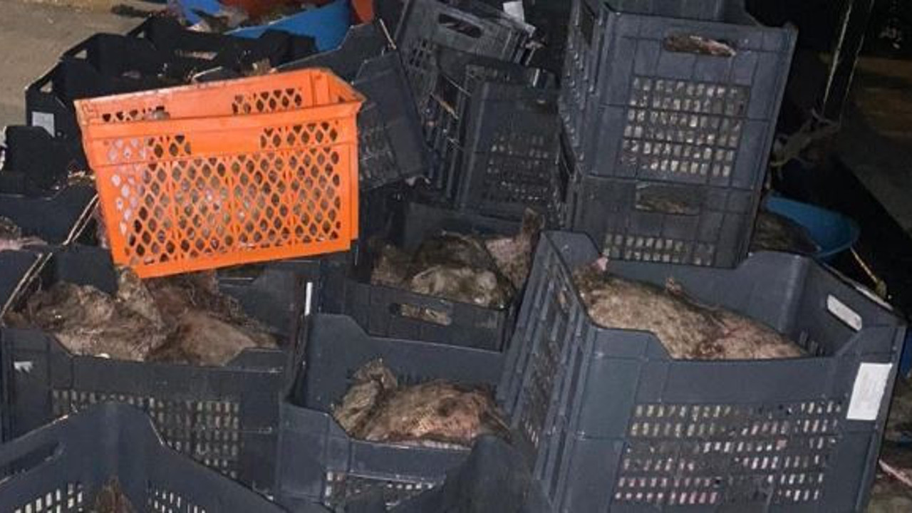 Jandarma tekne bastı. 9 ton yakaladı