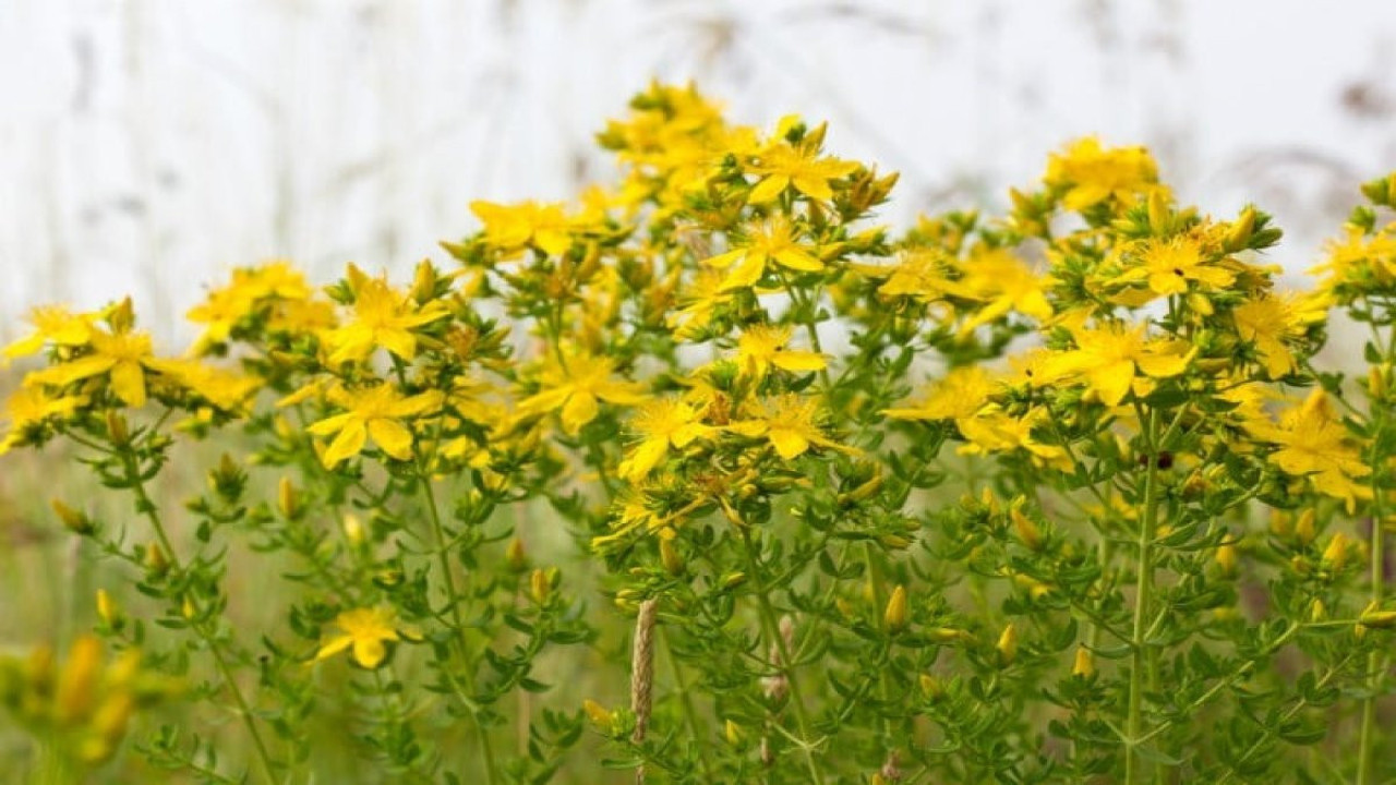 Nezle ve bronşite iyi gelen ot