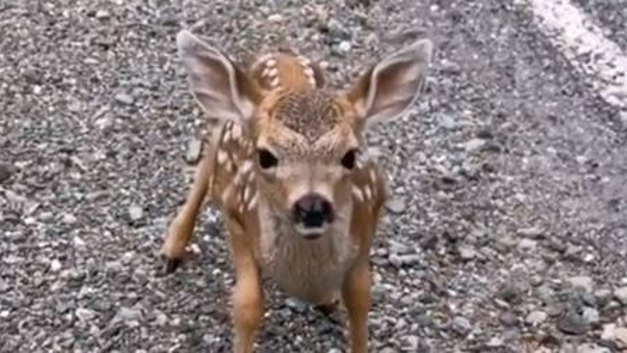 Yavru karacadan insanı ağlatan davranış. Düzce'de yaşandı