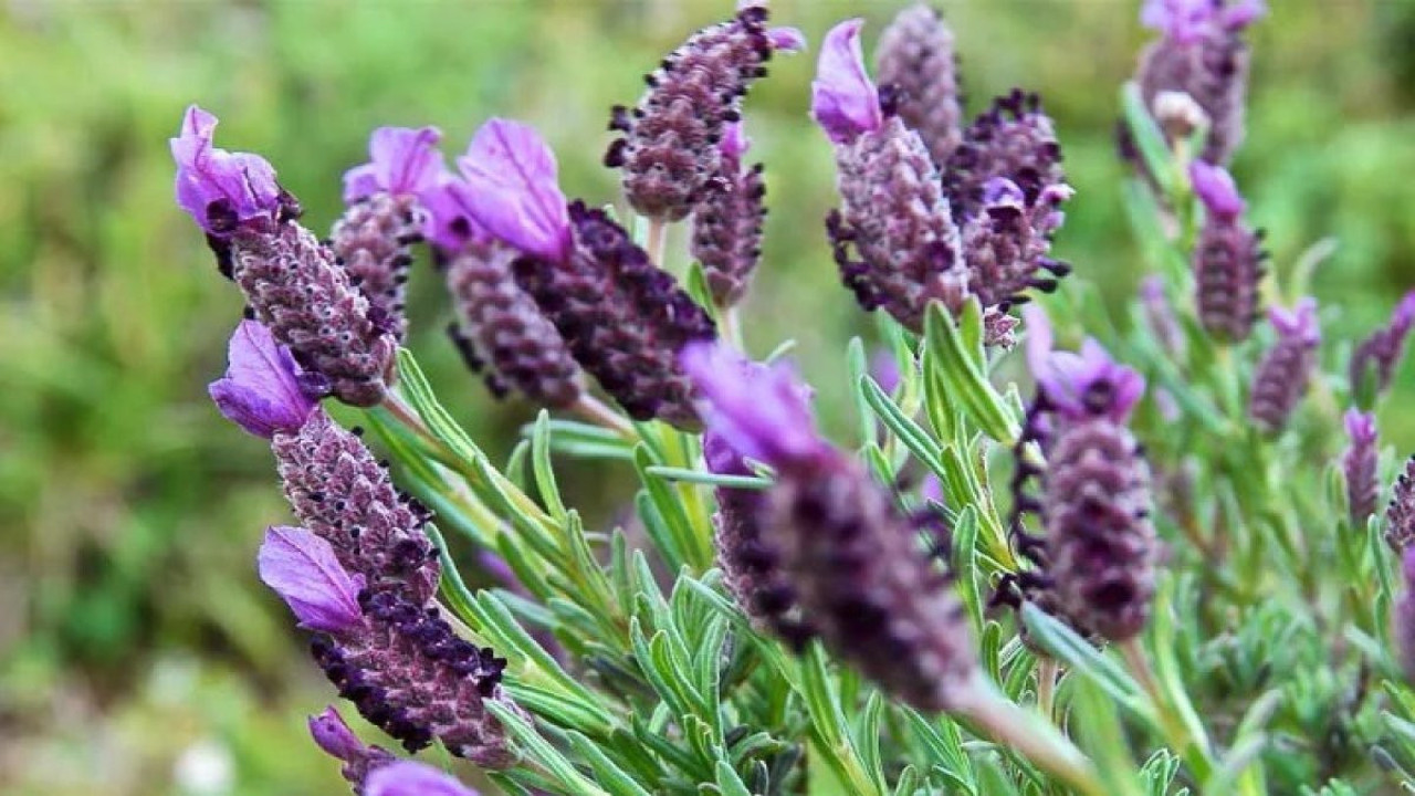 Karabaşotu sara hastalığına iyi geliyor?