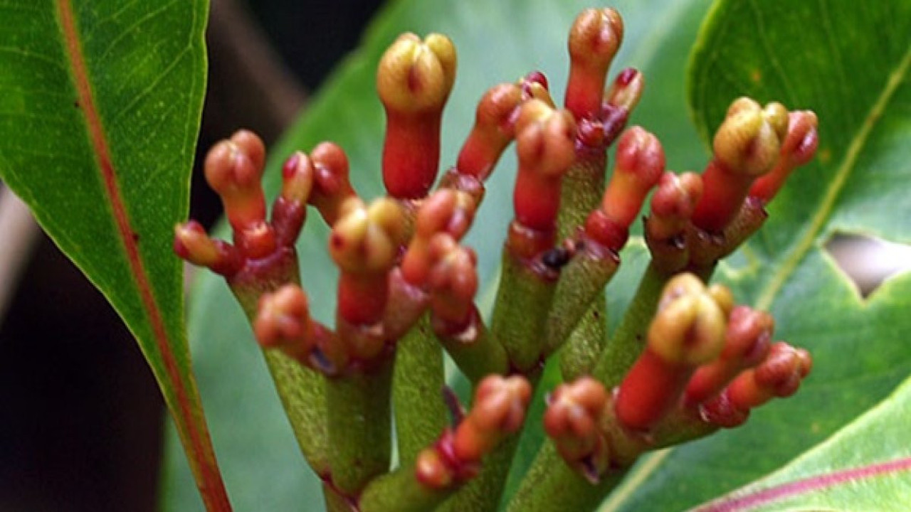 İshale iyi gelen ot (22 Mayıs 2023)