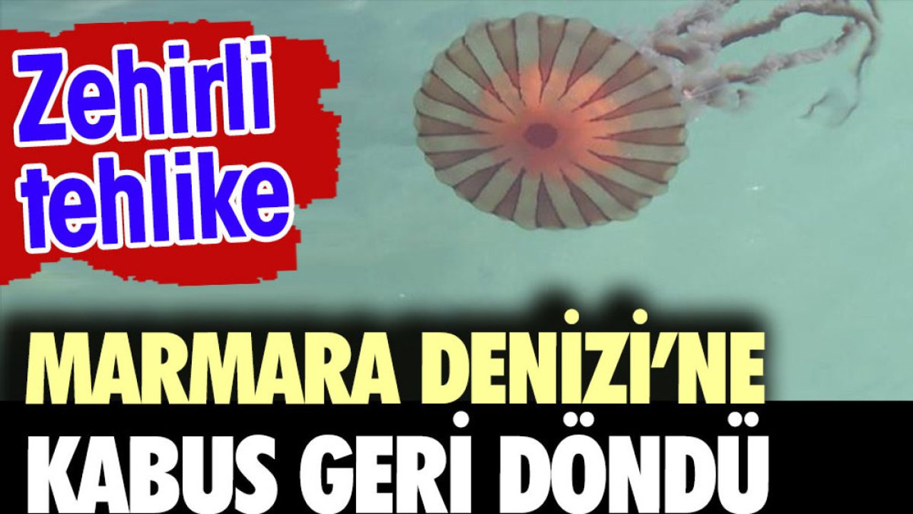 Marmara Denizi'ne kabus geri döndü. Zehirli tehlike