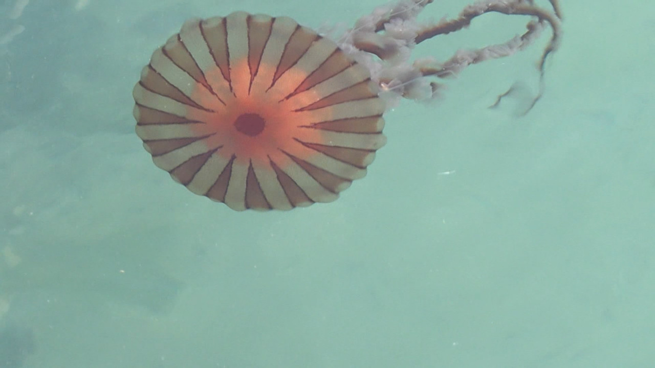 Marmara Denizi'nde tehlike