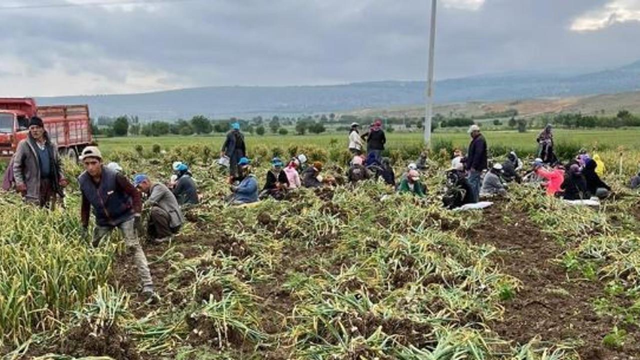 Yağmur sarımsak tarlalarını vurdu