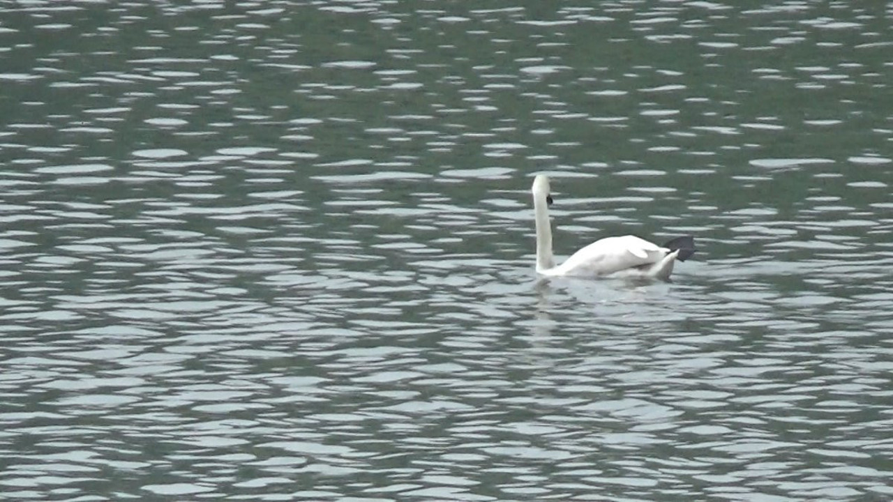 Bolu'da ilk kez görüntülendi