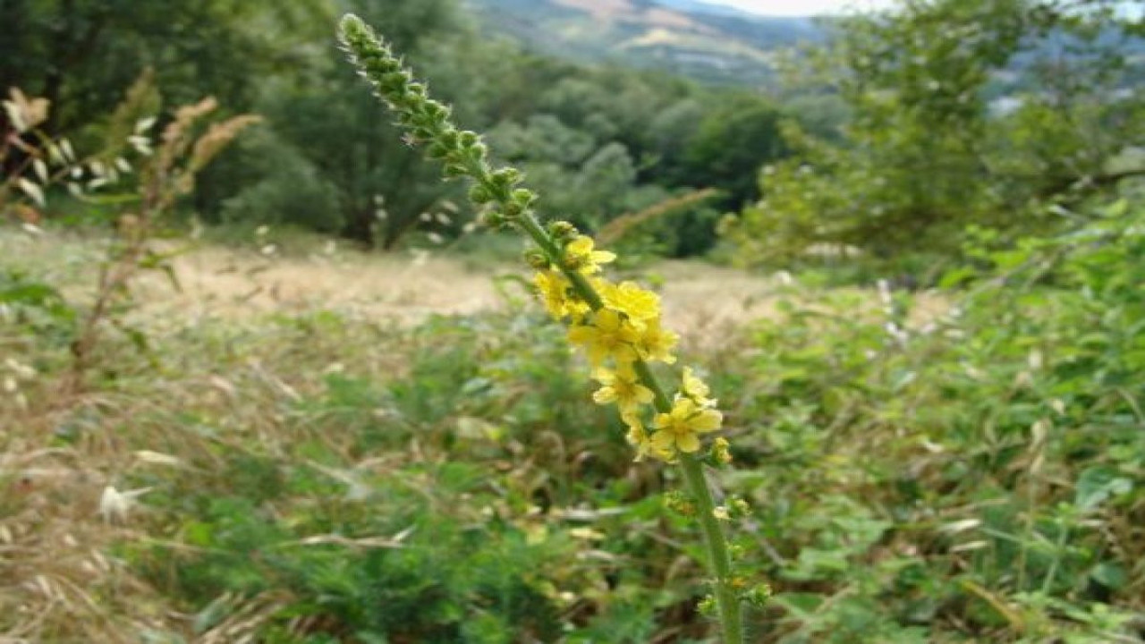 Yaralara iyi gelen ot (25 Mayıs 2023)