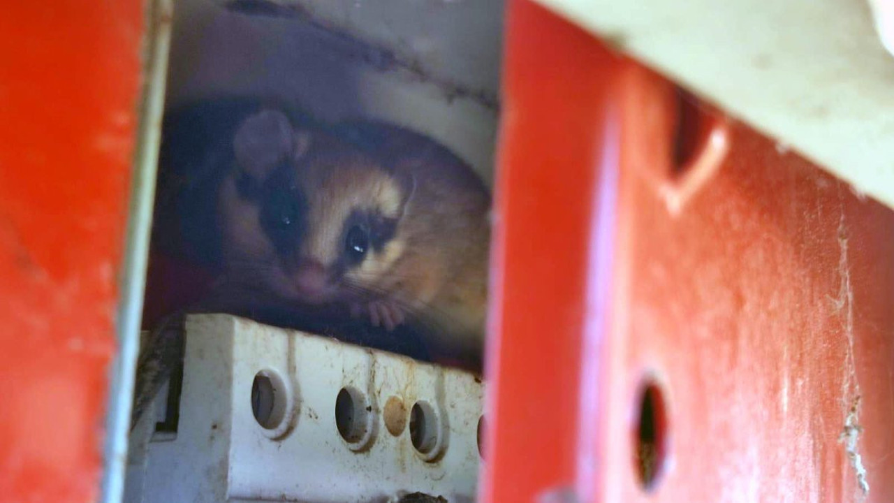 Ağaç yediuyuru Bolu’da görüntülendi! Nesli tehlike altında…